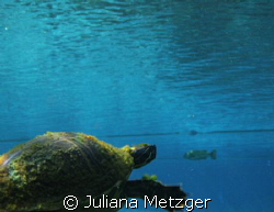 Its a turtle with a fish in the very background. I am in ... by Juliana Metzger 